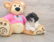 5 week old Poochon Puppy For Sale - Premier Pups