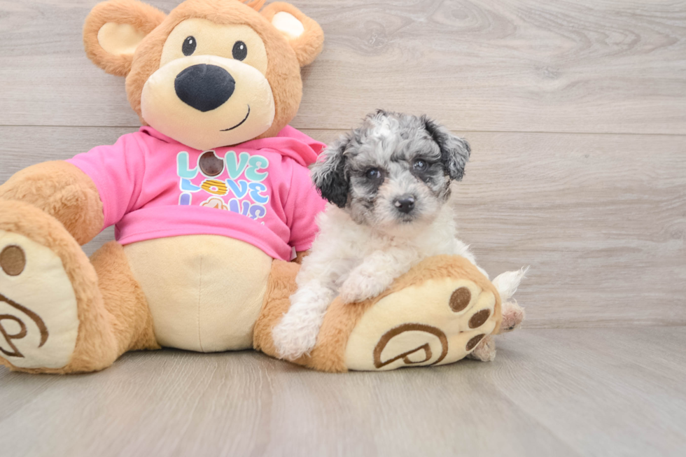 Friendly Poochon Baby