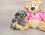 5 week old Poochon Puppy For Sale - Premier Pups