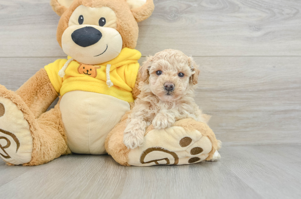 5 week old Poochon Puppy For Sale - Premier Pups