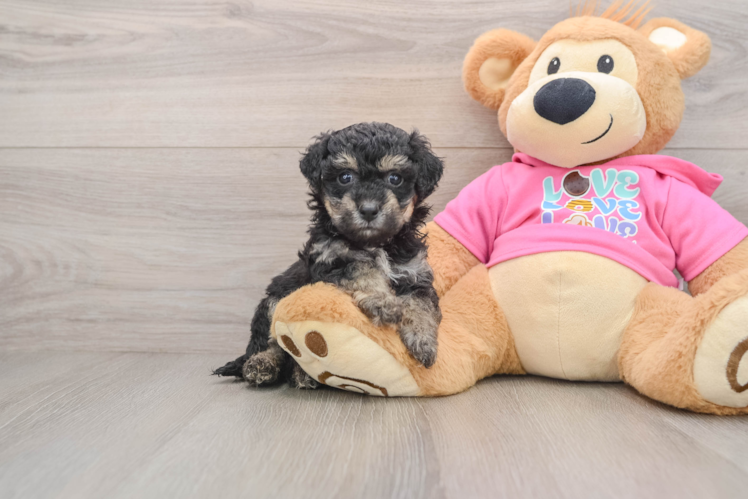 Poochon Pup Being Cute