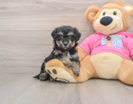 5 week old Poochon Puppy For Sale - Premier Pups