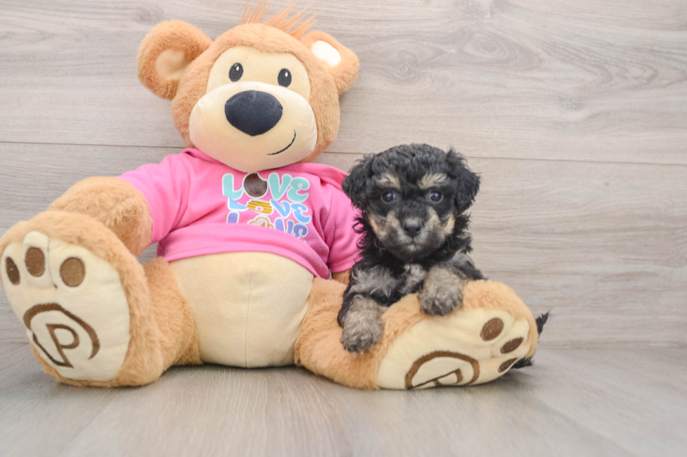 Popular Poochon Poodle Mix Pup