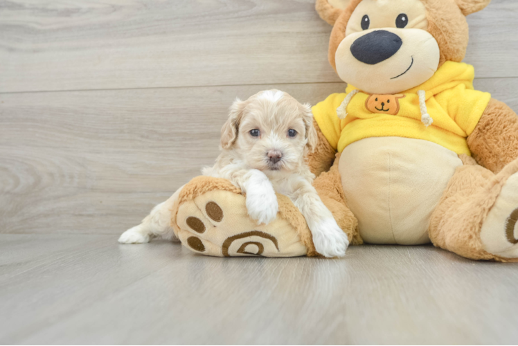 Energetic Bichpoo Poodle Mix Puppy