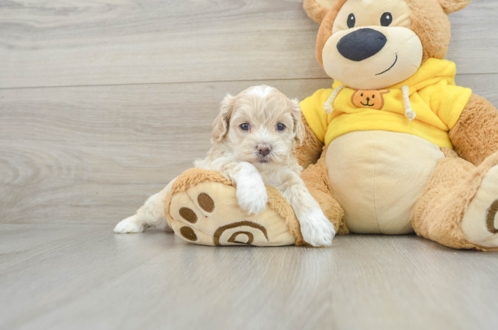 7 week old Poochon Puppy For Sale - Premier Pups