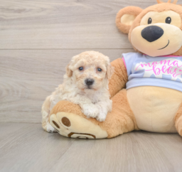 7 week old Poochon Puppy For Sale - Premier Pups