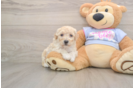 Small Poochon Baby