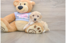 Sweet Poochon Baby