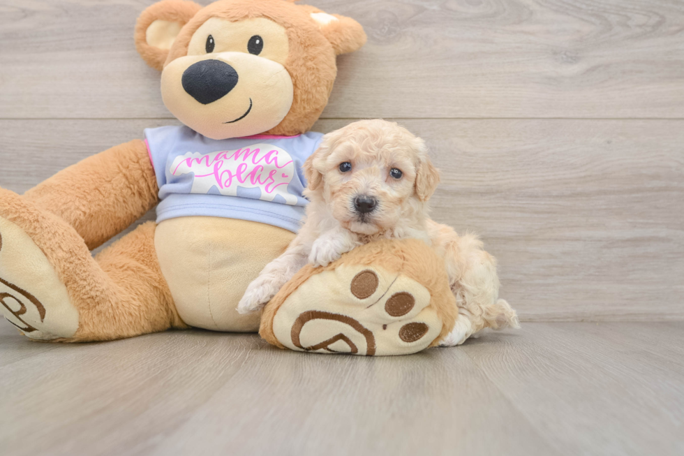 Sweet Poochon Baby