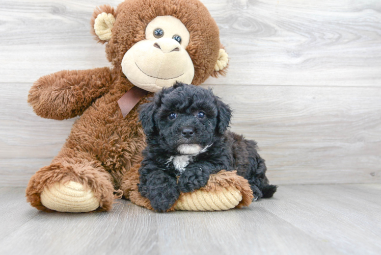 Adorable Bichpoo Poodle Mix Puppy