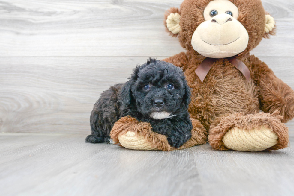 Little Bichpoo Poodle Mix Puppy