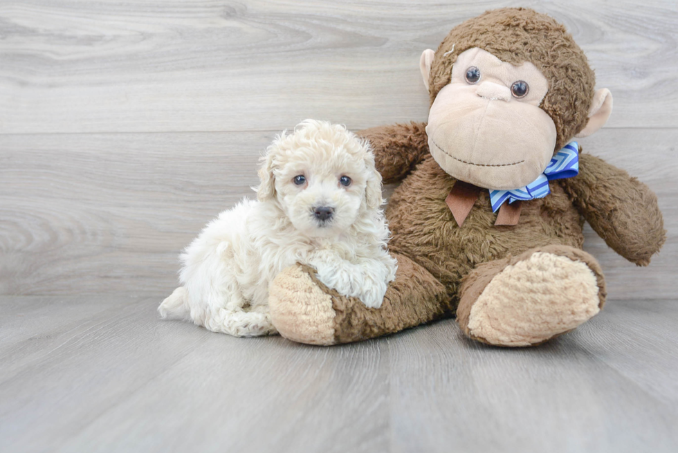 Poochon Pup Being Cute