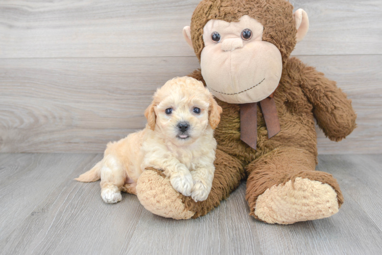 Smart Poochon Poodle Mix Pup