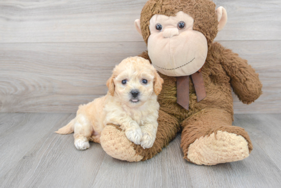 Smart Poochon Poodle Mix Pup