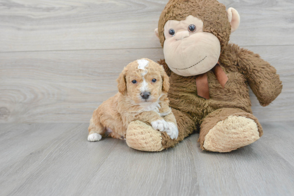 Playful Bichpoo Poodle Mix Puppy