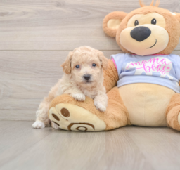6 week old Poochon Puppy For Sale - Premier Pups