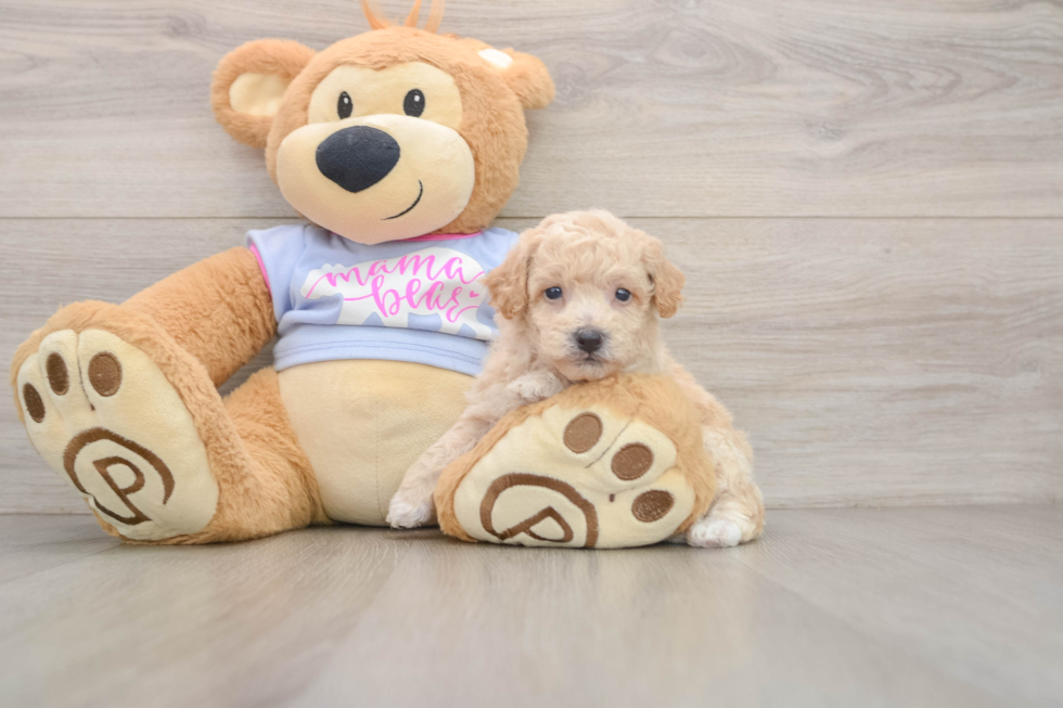 Poochon Puppy for Adoption