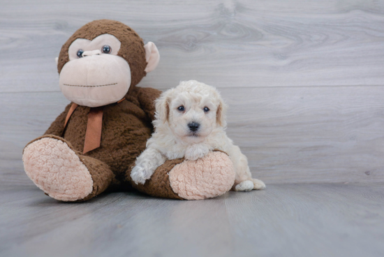 Adorable Bichpoo Poodle Mix Puppy