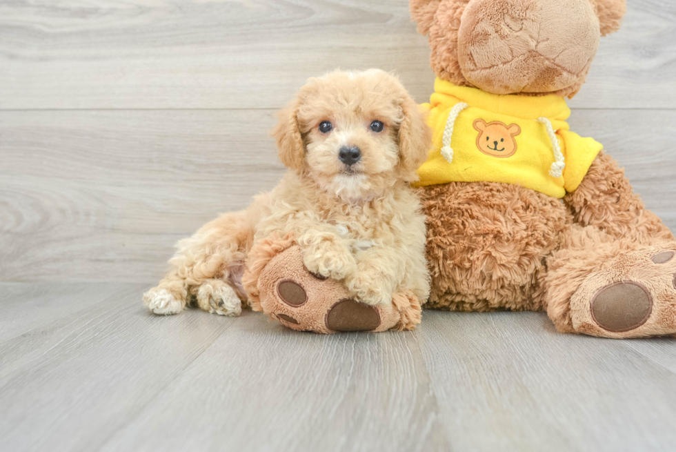 Funny Poochon Peyton: 3lb 10oz Doodle Puppy