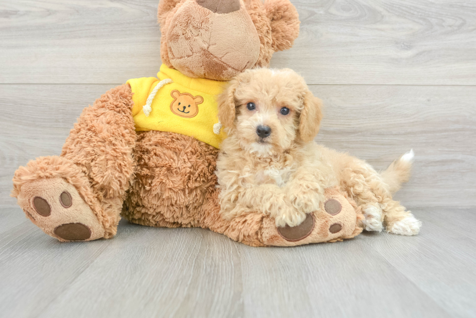 Poochon Puppy for Adoption