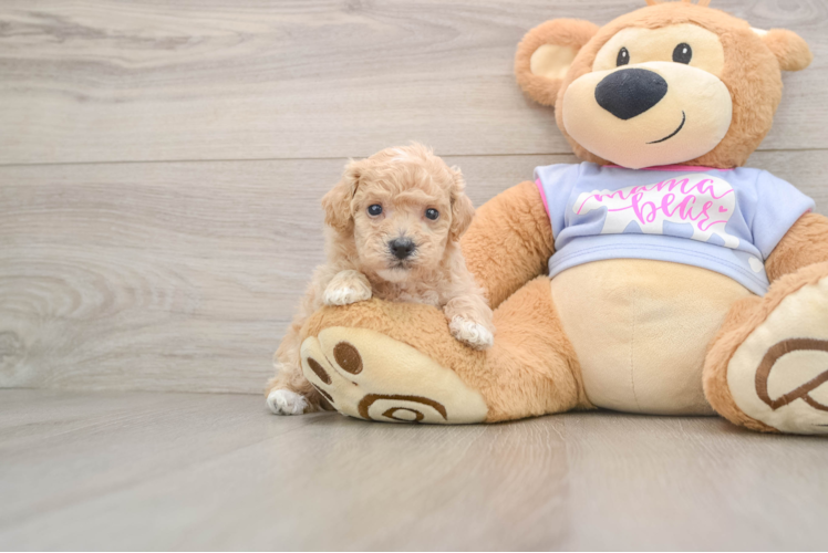 Small Poochon Baby