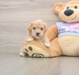 6 week old Poochon Puppy For Sale - Premier Pups