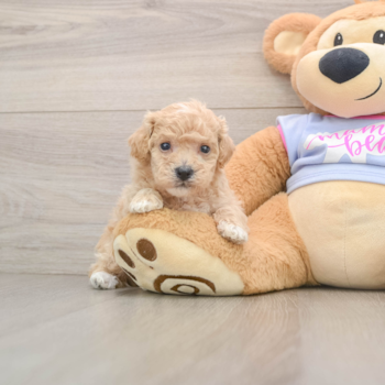 Small Poochon Baby