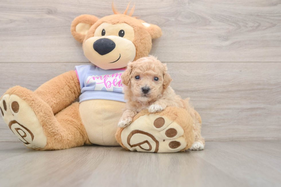 Petite Poochon Poodle Mix Pup