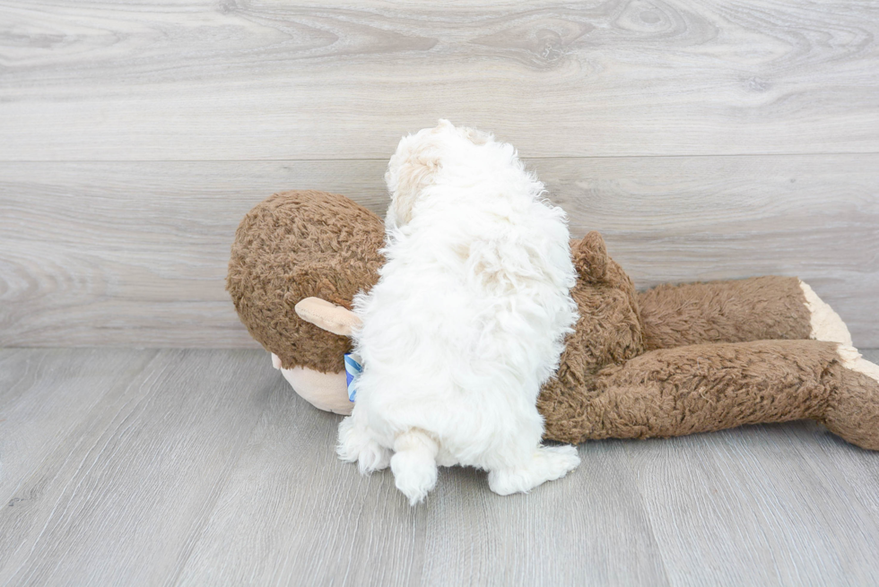 Energetic Bichpoo Poodle Mix Puppy