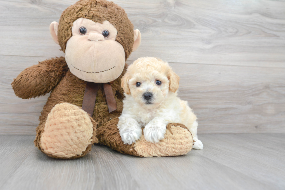 Petite Poochon Poodle Mix Pup