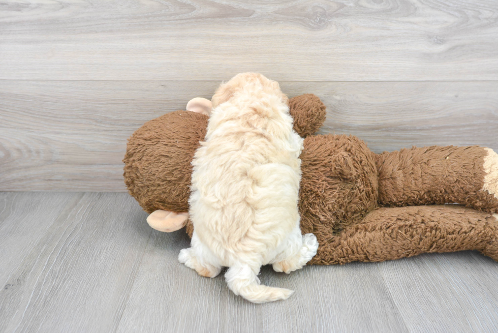 Adorable Bichpoo Poodle Mix Puppy