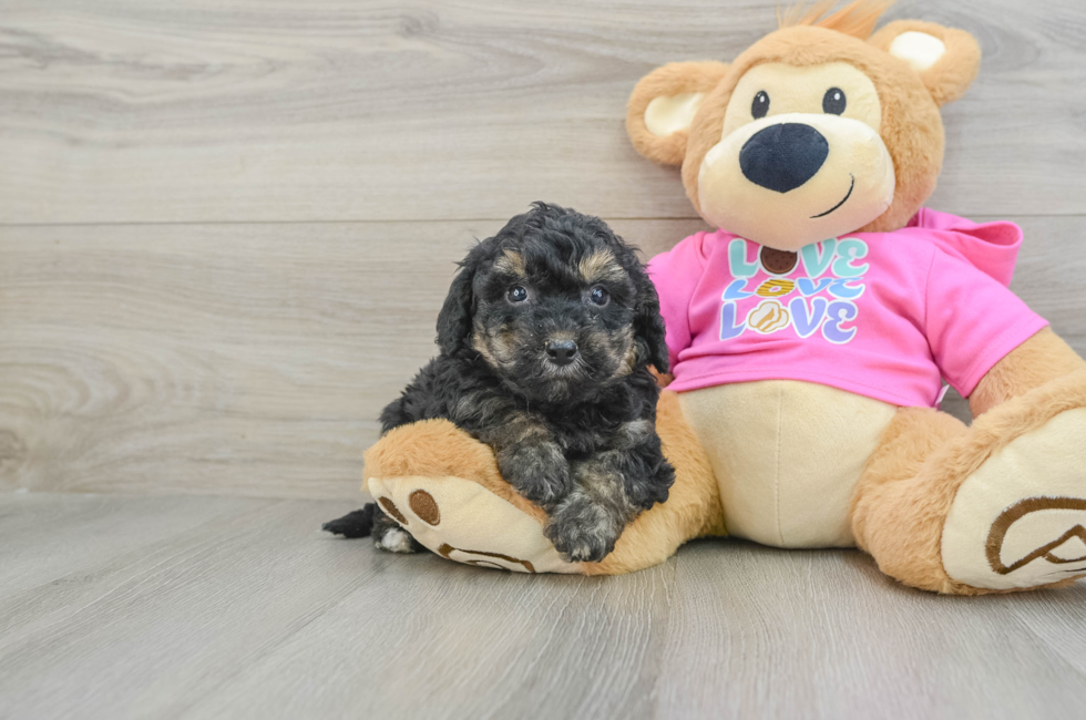 6 week old Poochon Puppy For Sale - Premier Pups