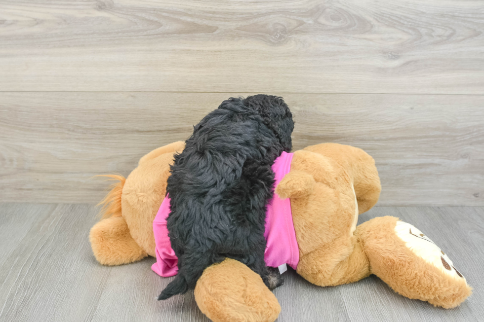 Popular Poochon Poodle Mix Pup