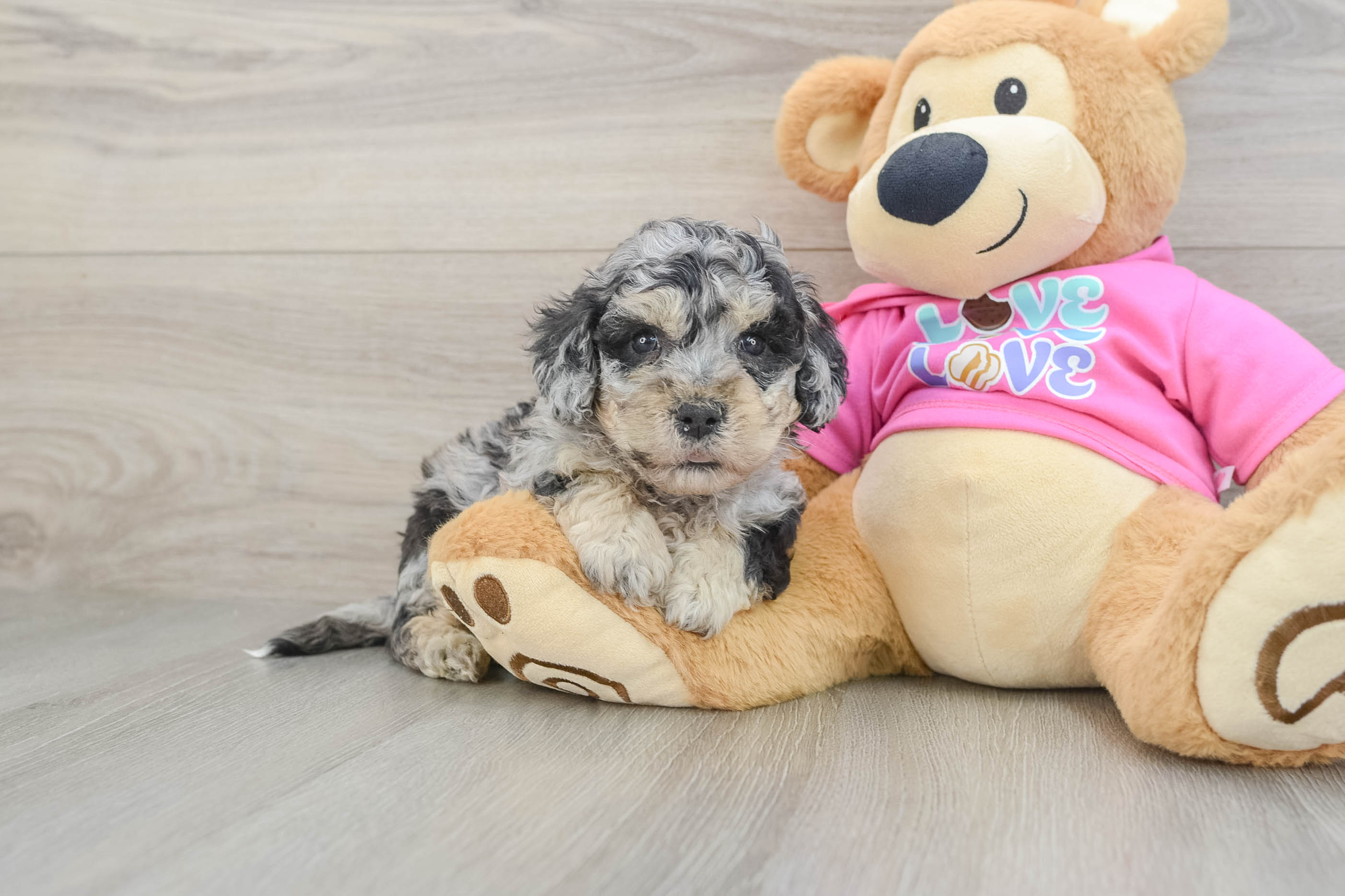 Best Poochon Baby