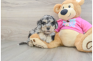 Best Poochon Baby