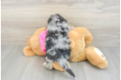 Friendly Poochon Baby