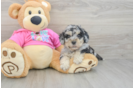 Energetic Bichpoo Poodle Mix Puppy