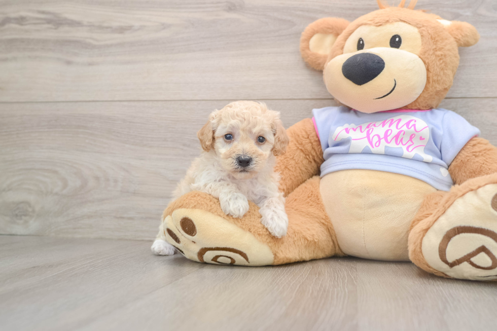 Poochon Puppy for Adoption