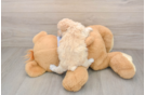 Best Poochon Baby