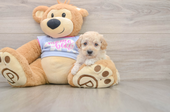 Petite Poochon Poodle Mix Pup