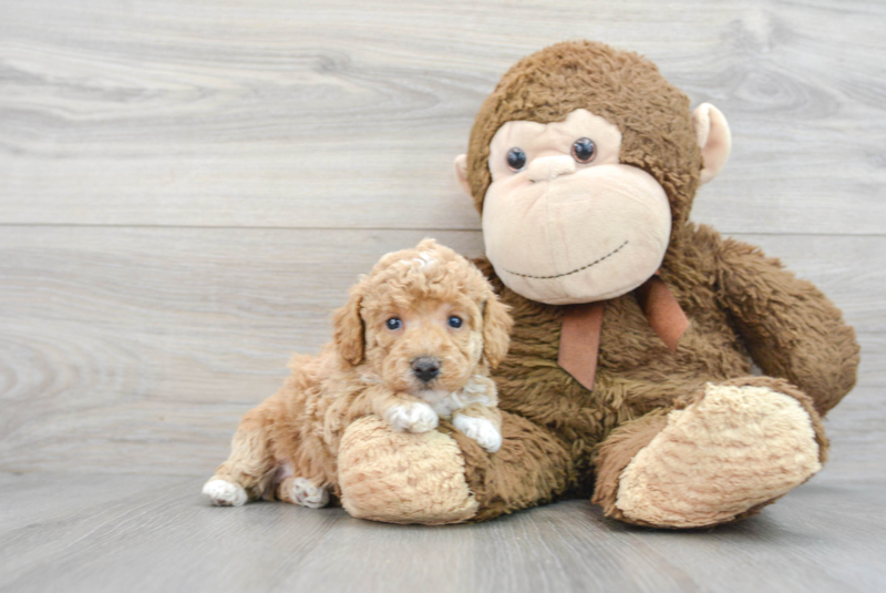 Meet Precious - our Poochon Puppy Photo 1/3 - Premier Pups
