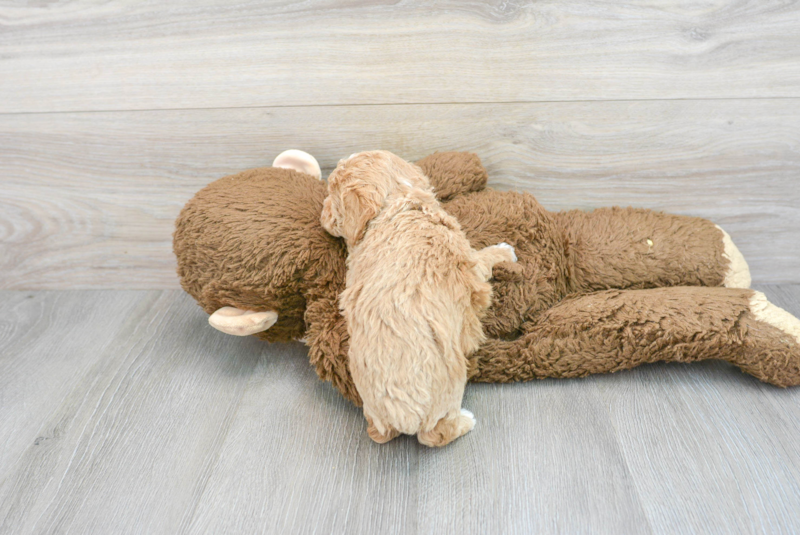 Meet Precious - our Poochon Puppy Photo 2/3 - Premier Pups