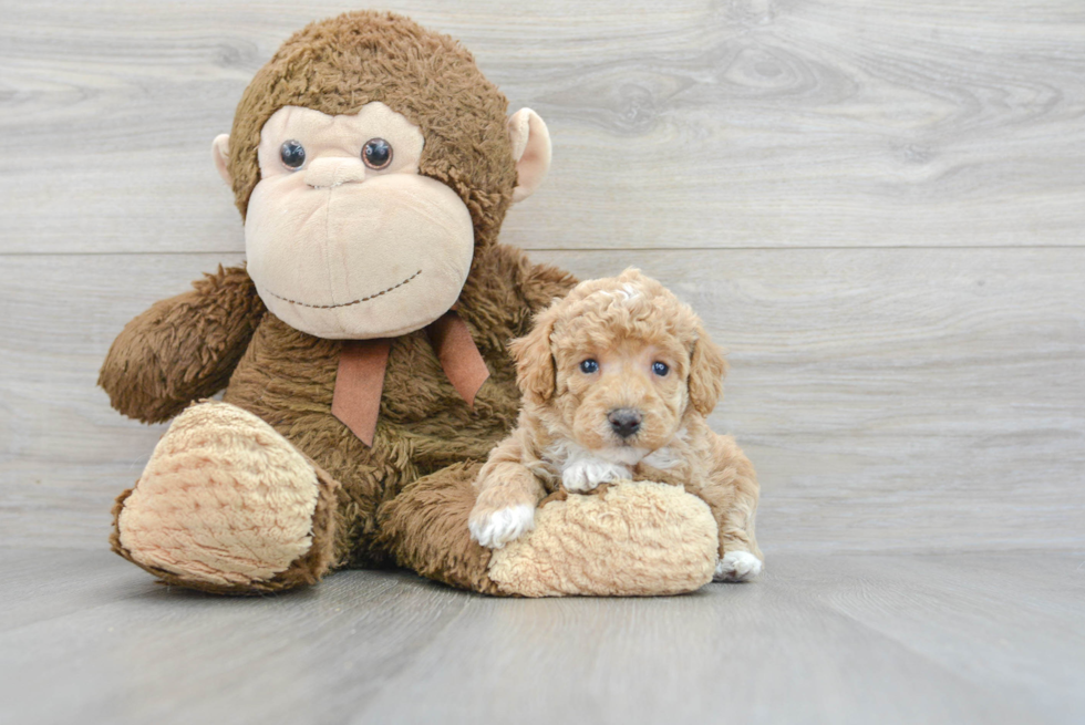 Little Bichpoo Poodle Mix Puppy