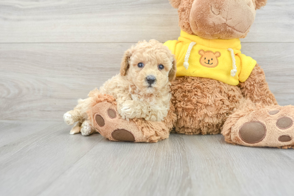 Funny Poochon Poodle Mix Pup