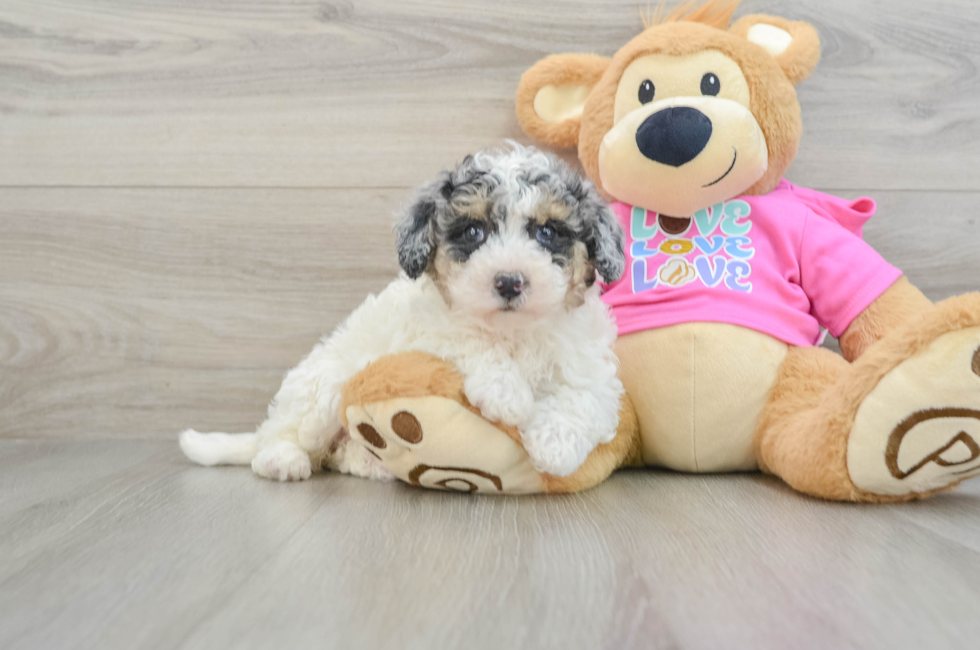 6 week old Poochon Puppy For Sale - Premier Pups