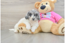 Playful Bichpoo Poodle Mix Puppy