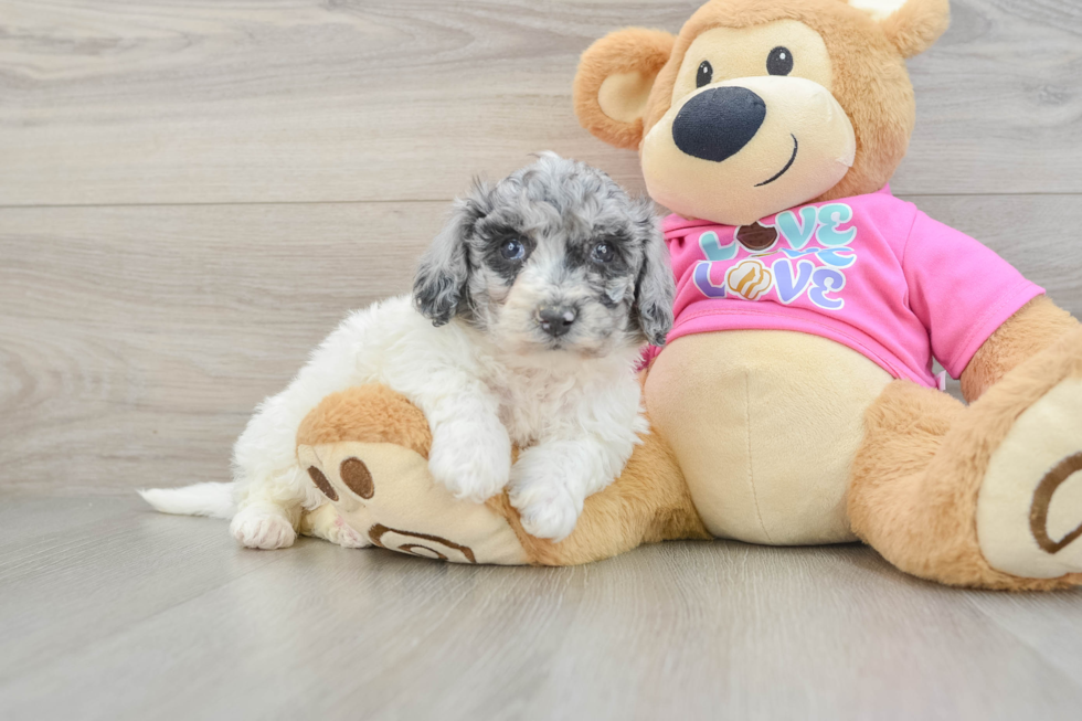 Playful Bichpoo Poodle Mix Puppy
