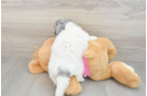 Energetic Bichpoo Poodle Mix Puppy