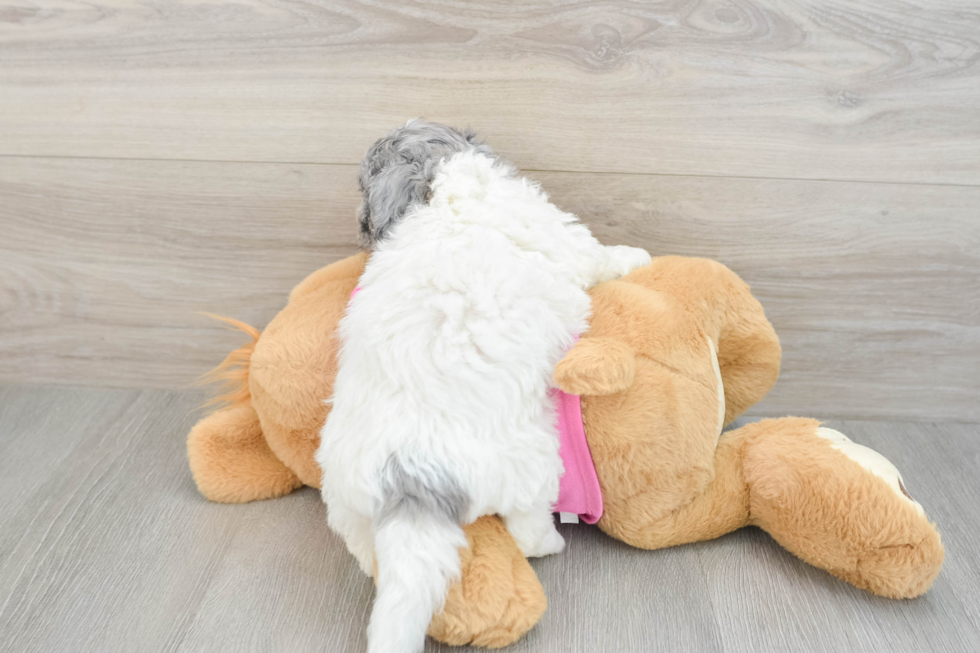 Energetic Bichpoo Poodle Mix Puppy