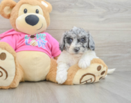 5 week old Poochon Puppy For Sale - Premier Pups